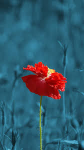 Red Poppy Hd Wallpaper For Android