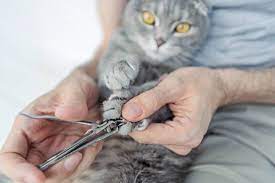how to keep your cat s nails healthy in