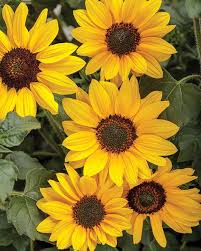 The flowers are tall, so they proved lots of height in the garden and act as a great backdrop for other perennials that grow closer to the ground. Great Flowers To Plant In Northern Michigan This Summer Perennials Trunorth Landscaping