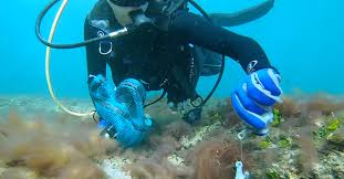 scuba divers set guinness world record