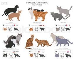 domestic cat breeds and hybrids