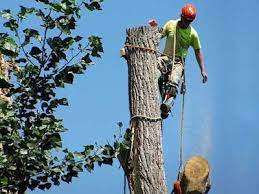 Best rated » alexandria va » tree services. Tree Service Tree Removal Tree Trimming Alexandria Va