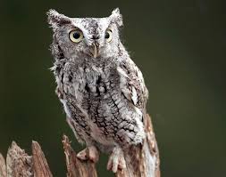 Eastern Screech Owl Facts Habitat Diet Life Cycle Baby