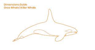 Orca Whale Killer Whale Dimensions Drawings Dimensions
