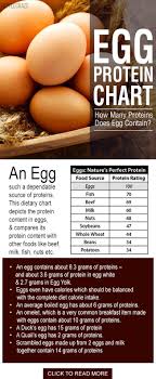 Egg Protein Chart How Many Proteins Does Egg Contain