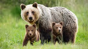 EU funds Romania's brown bear search – EURACTIV.com