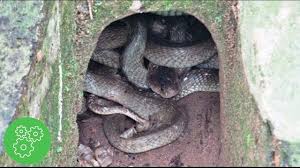 Check spelling or type a new query. Incredible Snake Hole Digging Very High Risk Jobs Youtube