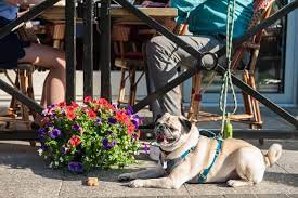 dog friendly restaurant patios in boston