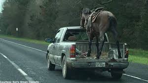 horse trailer when you have a pickup