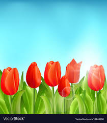 tulips flowers vector image