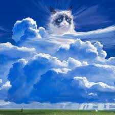 hd wallpaper clouds sky grumpy cat