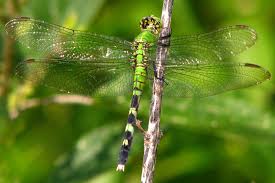 Dragonfly And Damselfly Guide On Nature Magazine