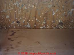 Of course, even if the concrete is covered in dust, mold will not grow without sufficient moisture. Basement Mold How To Find Test For Mold In Basements A How To Photo And Text Primer On Finding And Testing For Mold In Buildings