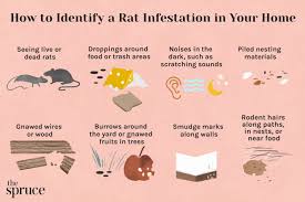 7 signs of rats in the house and what to do