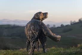 Bronze Golden Retriever Sculpture