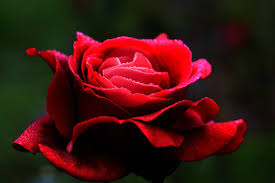 red rose flower love petals