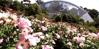 adelaide botanic gardens roses in