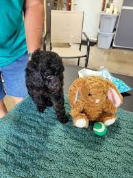 toy poodle in indiana 24
