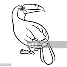 Free printable toucan coloring page. Toucan Bird Illustration Coloring Page Clipart Image
