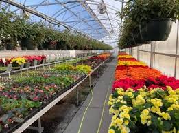 Rochester Area Nurseries And Greenhouses