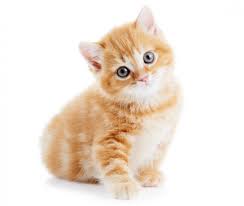 available british shorthair kittens for