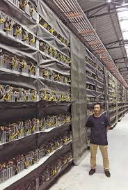 As common as it is in bitcoin mining, it is far to risky to be carried out over reddit. In Boondocks Computers Mine Bitcoins Shanghai Daily