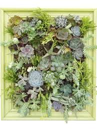 Succulent Wall Display Ideas Tips For