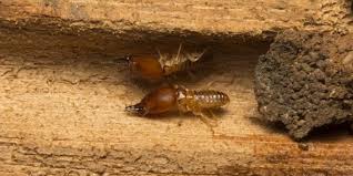 subterranean termite treatment jd