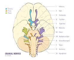 Cranial Nerves Neurology Medbullets Step 1