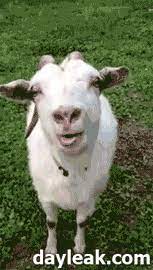 Goat Tonguing GIF - Goat Lamb Bleh - Discover & Share GIFs