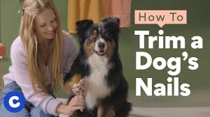 how to cut dog nails tips from a