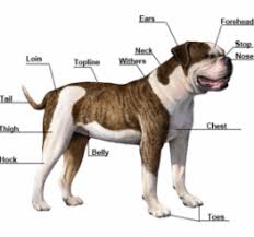 The american bulldog's face resembles a pit bull, but the muzzle is boxier and it with thousands of american bulldog puppies for sale and hundreds of american bulldog dog breeders, you're sure to find the perfect american. Johnson Vs Scott American Bulldog Difference