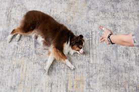 how to teach your dog to play dead in 4