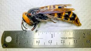 I added amcoolio's not revisionist history: Washington Officials Rush To Capture Invasive Murder Hornets Ahead Of Mating Season Abc News