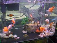 Goldfish New World Encyclopedia