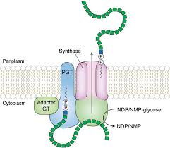 bacterial glycans made to mere