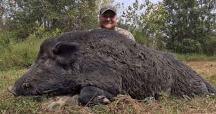 10 Huge Hogs You Have To See To Believe Guide Outdoors