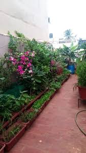 Grow The Perfect Terrace Garden