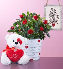 love rose plant 1800flowers com