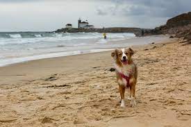 15 dog friendly beaches in newport ri
