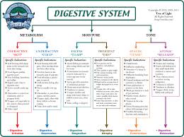 Biological Terrain Chart For The Digestive System
