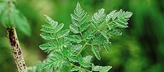 Toxic and invasive, poison hemlock is one to control early