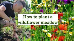how to create a wildflower meadow