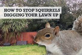 stop squirrels digging holes in my lawn