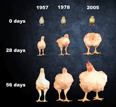 6 Milestones Of Chicken Growth Stages Weekly Chicken Growth