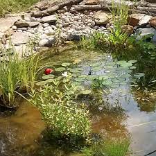 Choose The Best Pond Plants For Your Pond