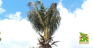 Follow the instructions given by them and hey no more problem. 5 Palm Tree Care Mistakes That Lead To Pests And Diseases Videos
