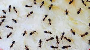 how to prevent a sugar ant infestation