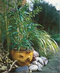 Best Bamboo Plants To Grow In Your