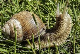 get rid of slugs and snails in the garden